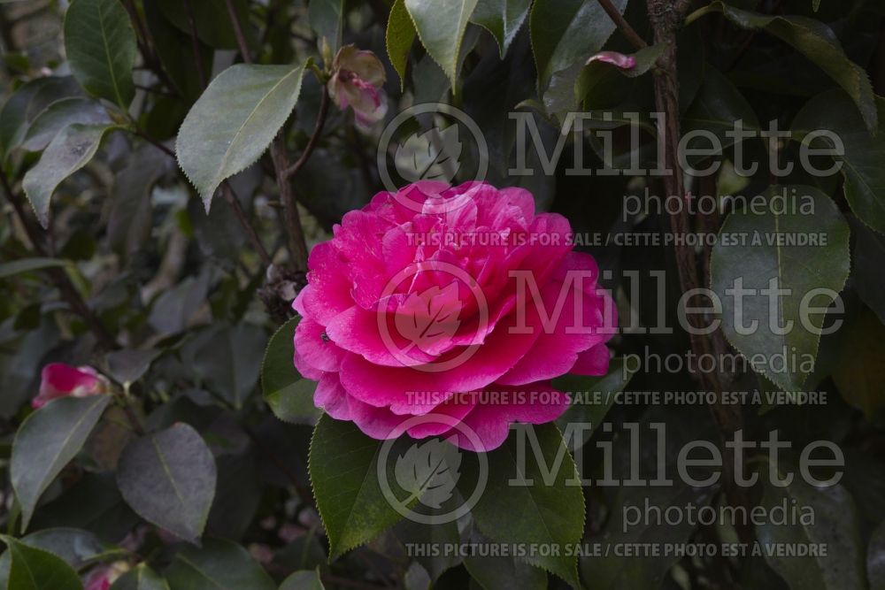 Camellia Illumination (Camellia) 2