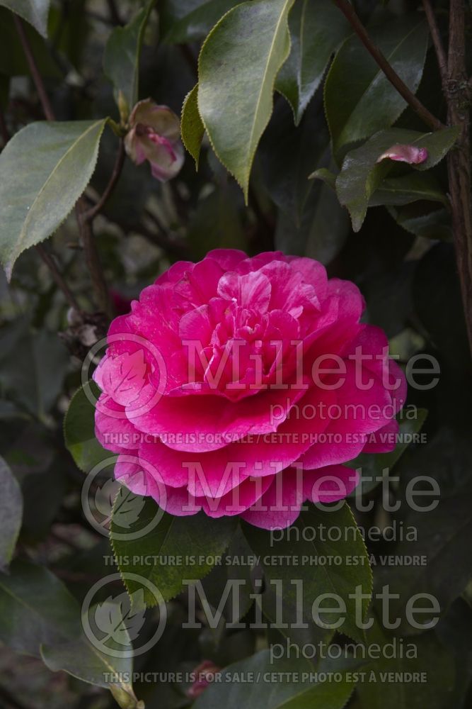 Camellia Illumination (Camellia) 3