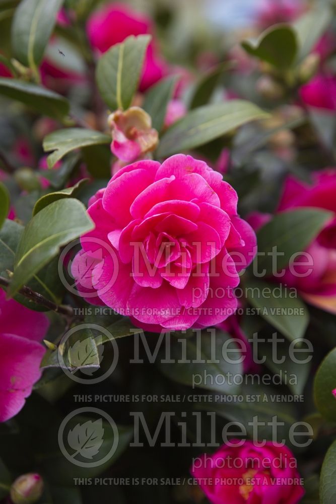 Camellia Illumination (Camellia) 4