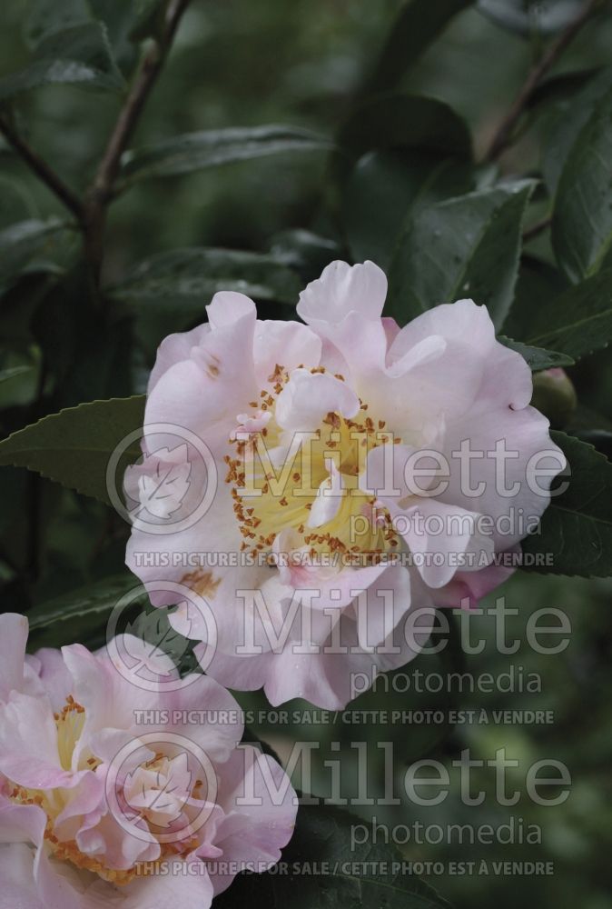 Camellia High Fragrance (Japanese Camellia)  1