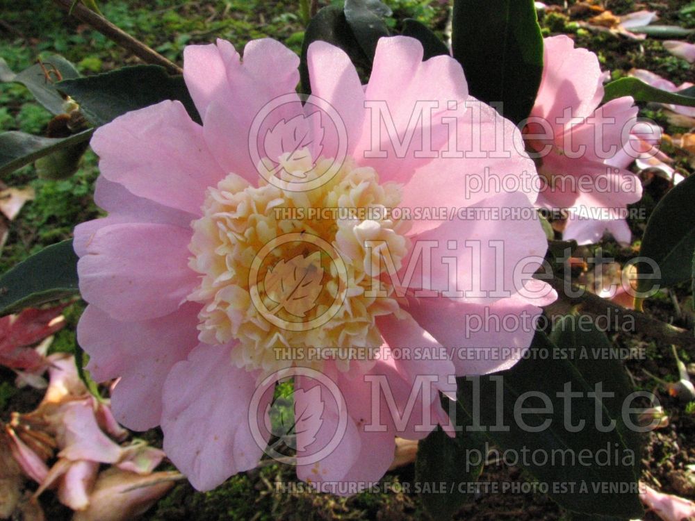Camellia Sugar Dream (Camellia) 1