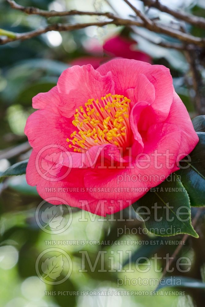 Camellia Fashionata (Camellia) 1