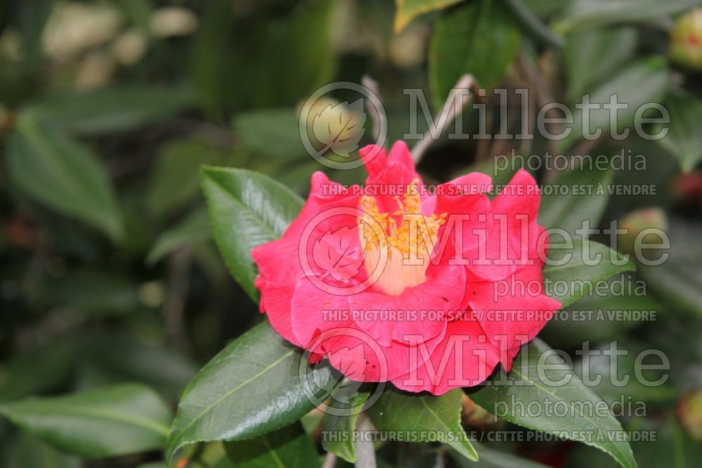 Camellia Guilio Nuccio (Camellia) 1