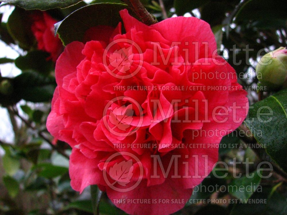 Camellia Kramer's Supreme (Japanese Camellia) 1