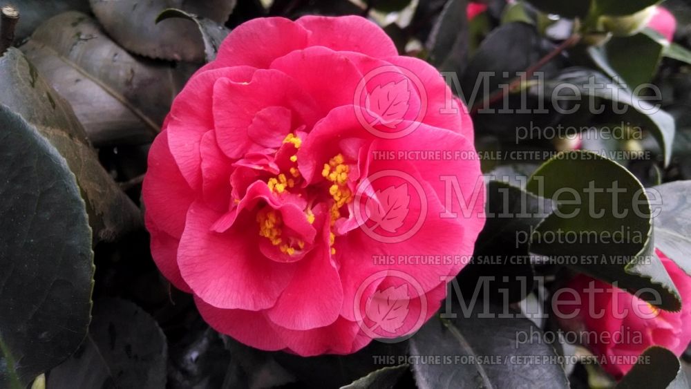 Camellia Lady Campbell (Camellia) 1