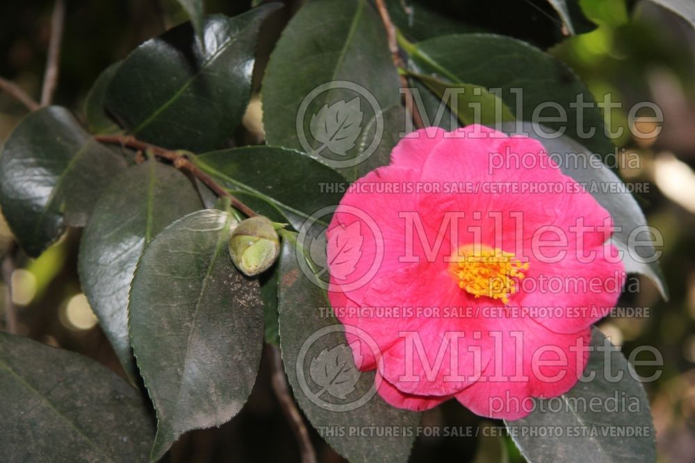 Camellia Lady Clare (Camellia) 1