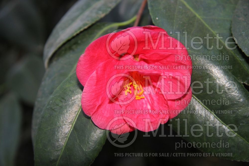Camellia Masayoshi (Camellia) 3