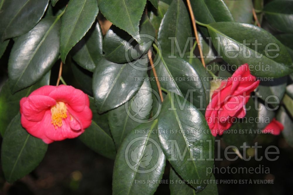 Camellia Masayoshi (Camellia) 1