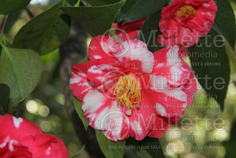 Camellia Monjisu (Camellia) 1