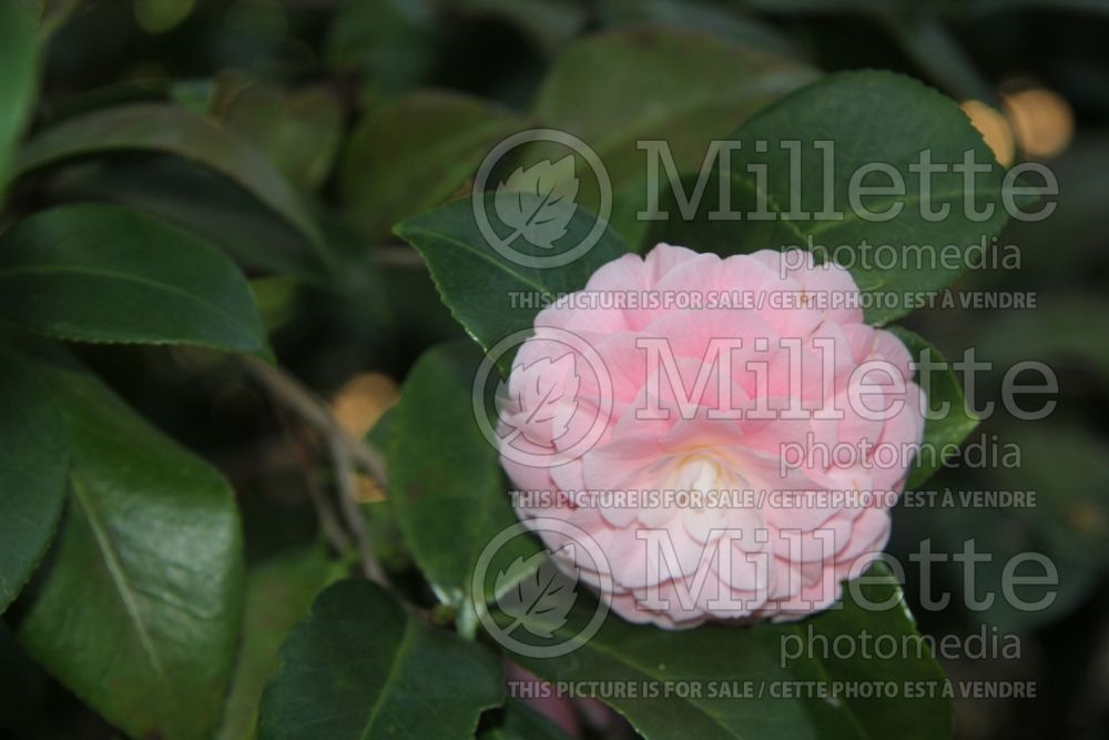 Camellia Pink Perfection (Camellia) 1