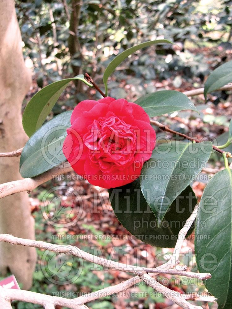 Camellia Professor Charles Sargent (Camellia) 1