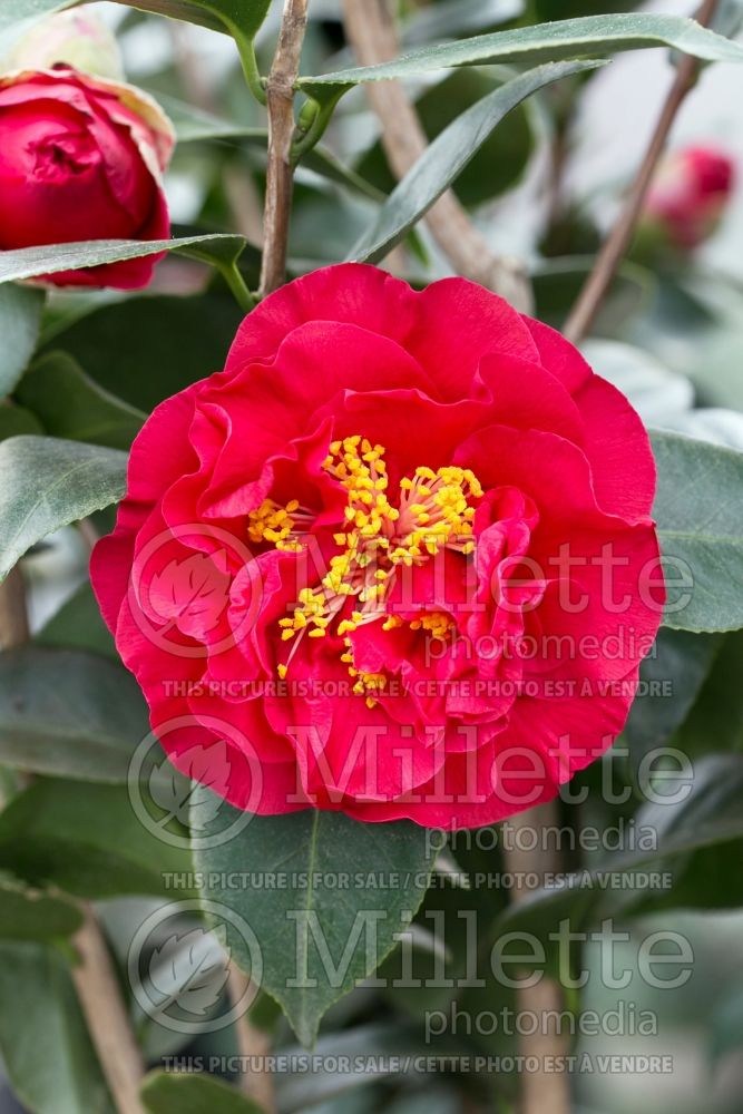 Camellia Reg Ragland Supreme (Camellia) 1