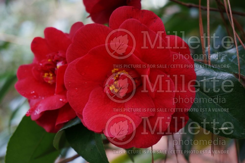 Camellia Rosehill Red (Camellia) 2