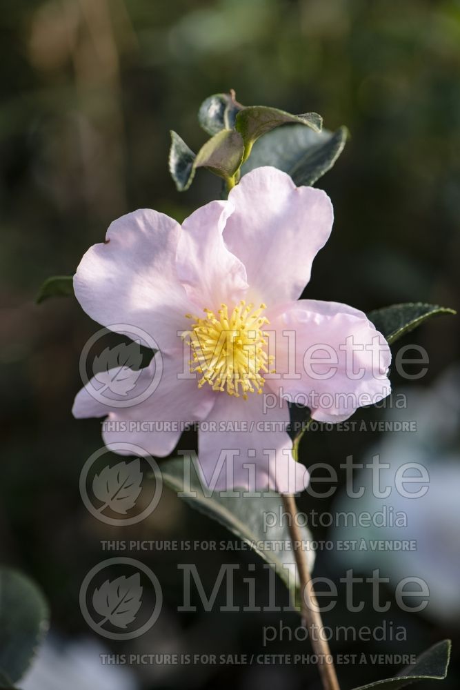 Camellia Londontowne Blush (Camellia) 1