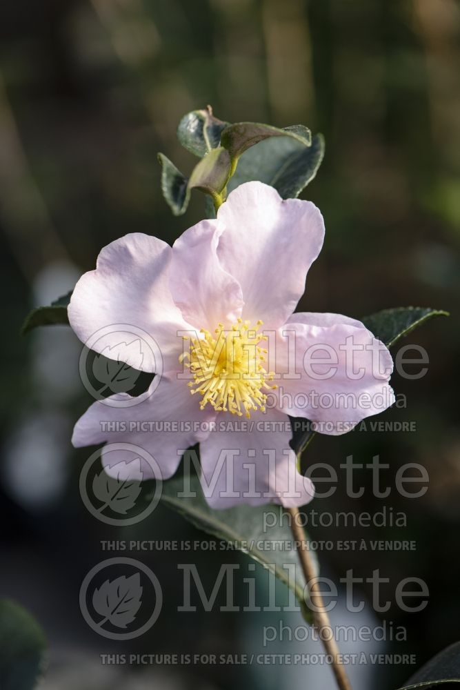 Camellia Londontowne Blush (Camellia) 2