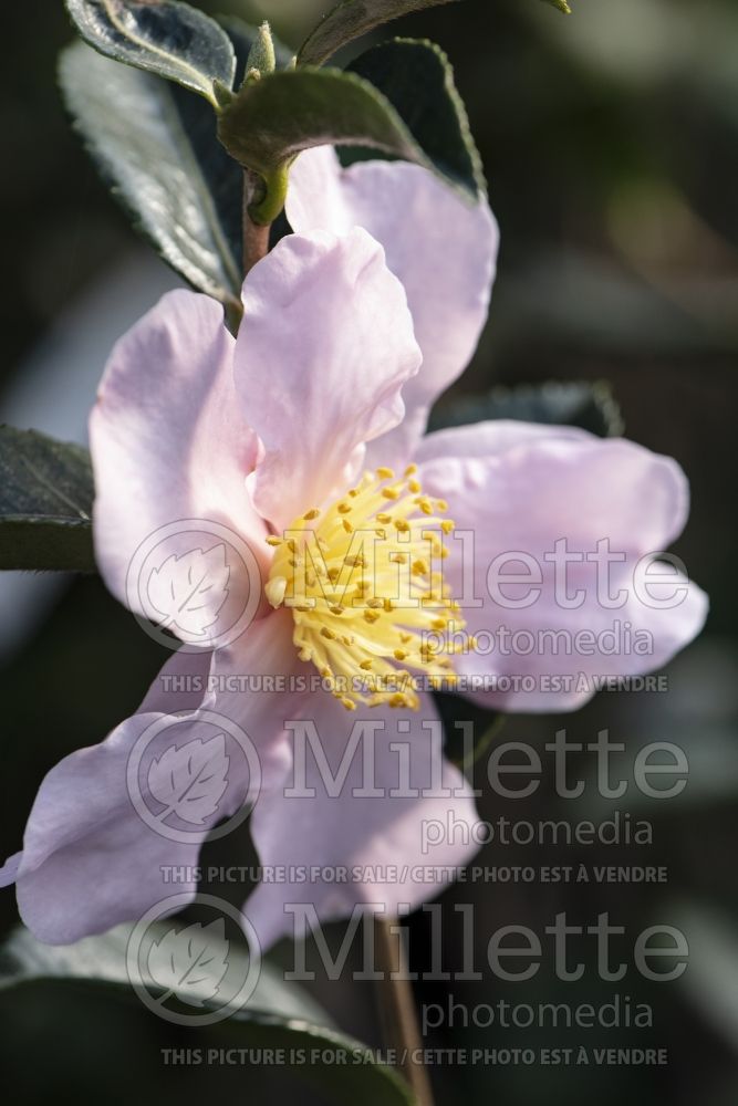 Camellia Londontowne Blush (Camellia) 3
