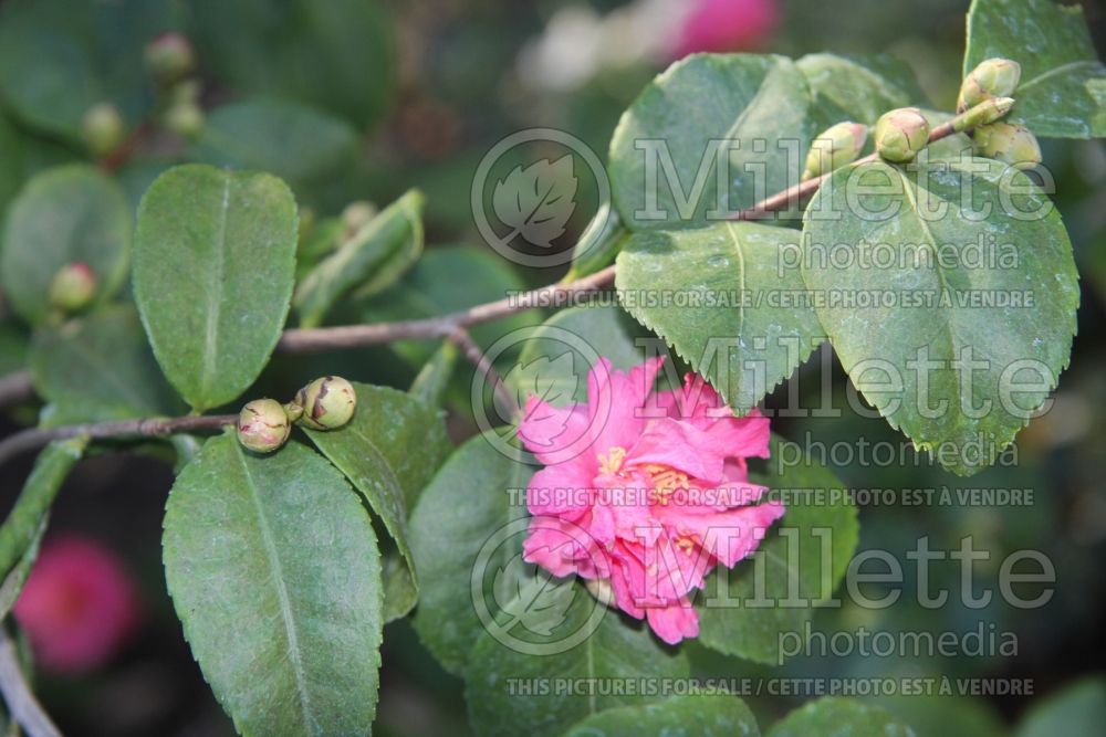 Camellia Fragrant Pink (Camellia) 2