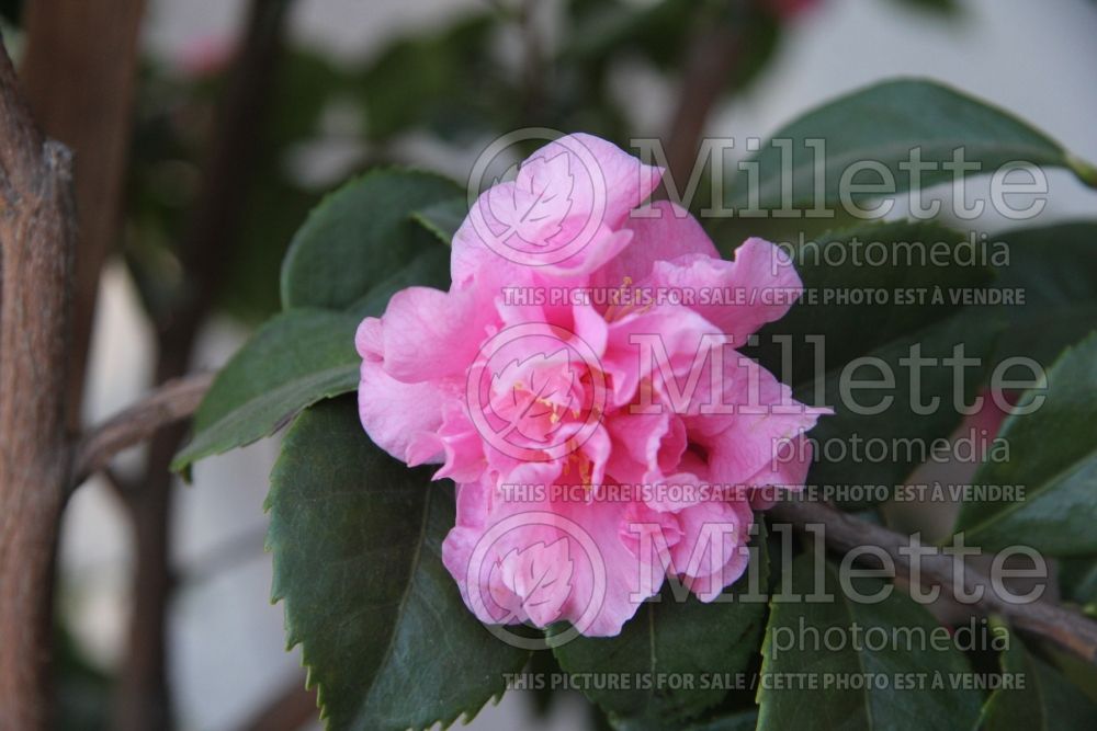 Camellia Fragrant Pink (Camellia) 4