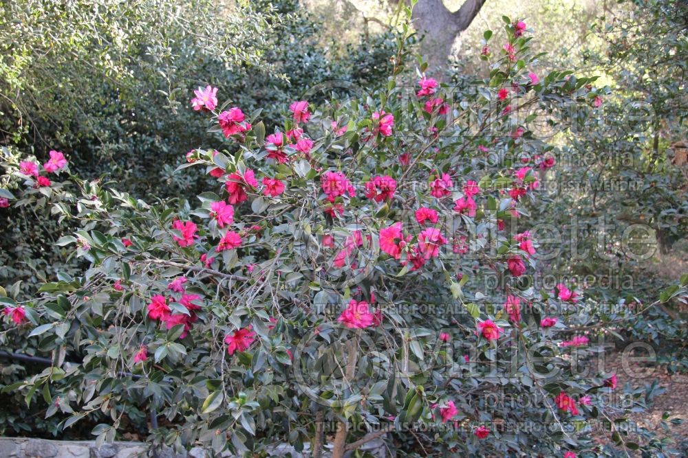 Camellia Dazzler (Camellia) 1