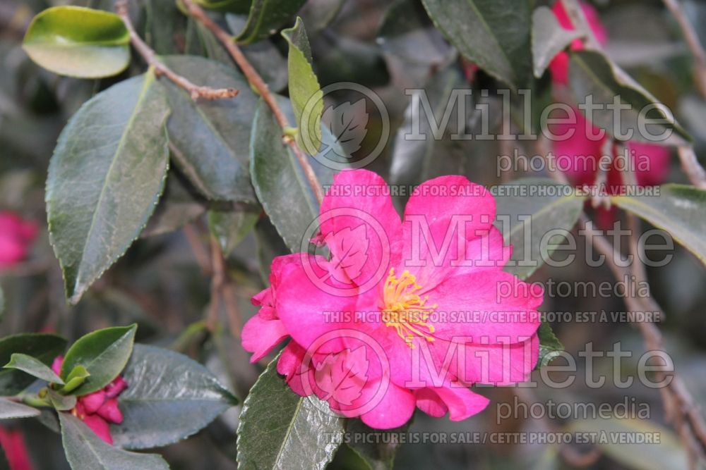 Camellia Dazzler (Camellia) 2
