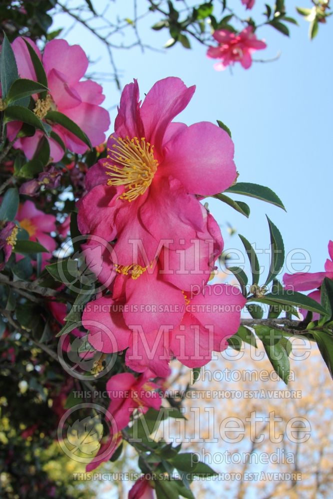 Camellia Hiryu (Camellia) 1