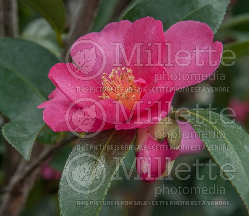 Camellia Kanjiro (Camellia) 3
