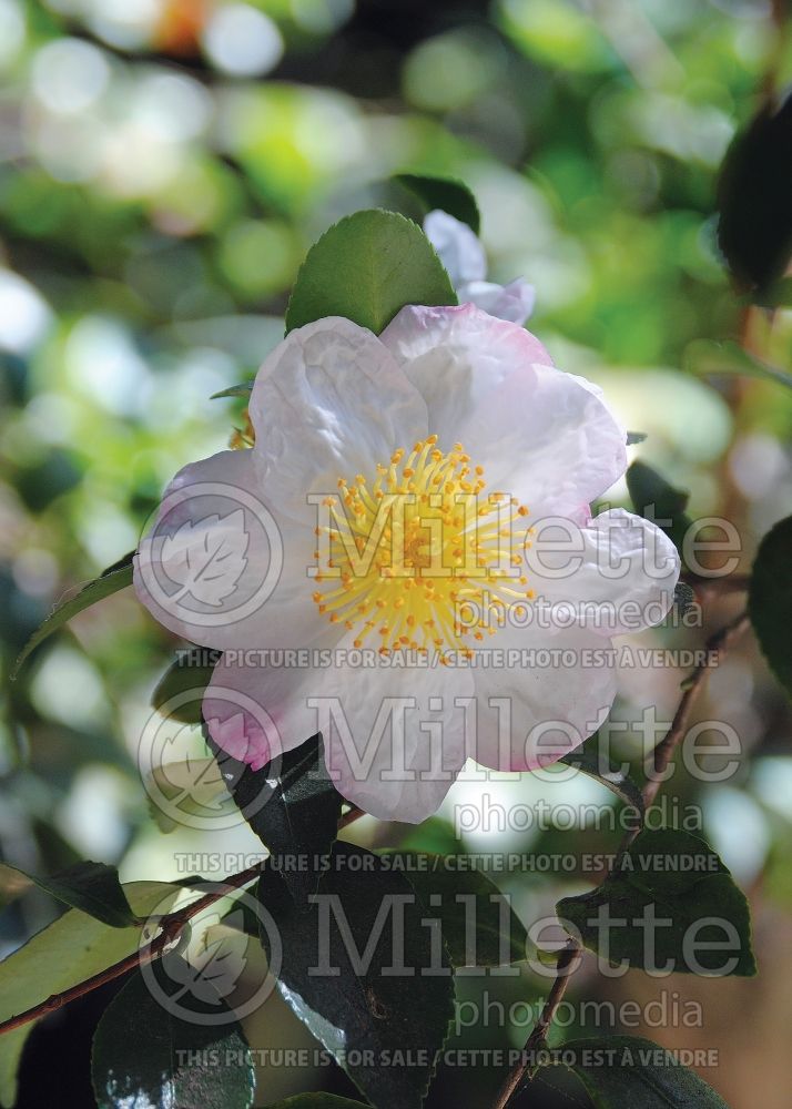 Camellia Narumigata (Camellia) 2