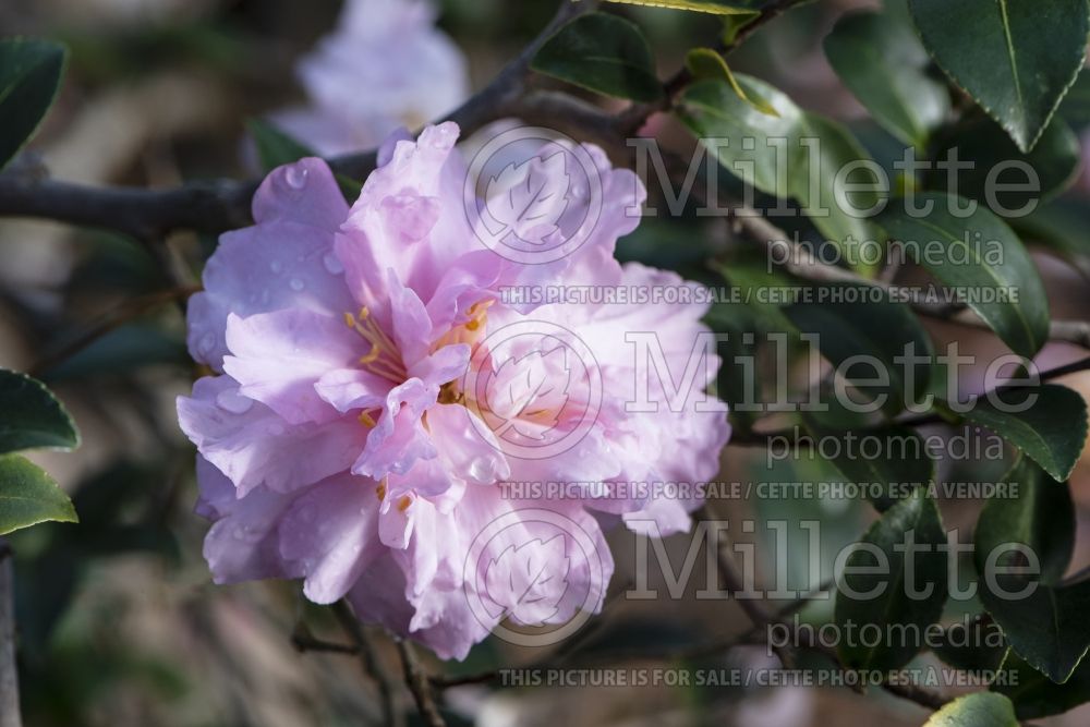 Camellia Pink Snow (Camellia) 1