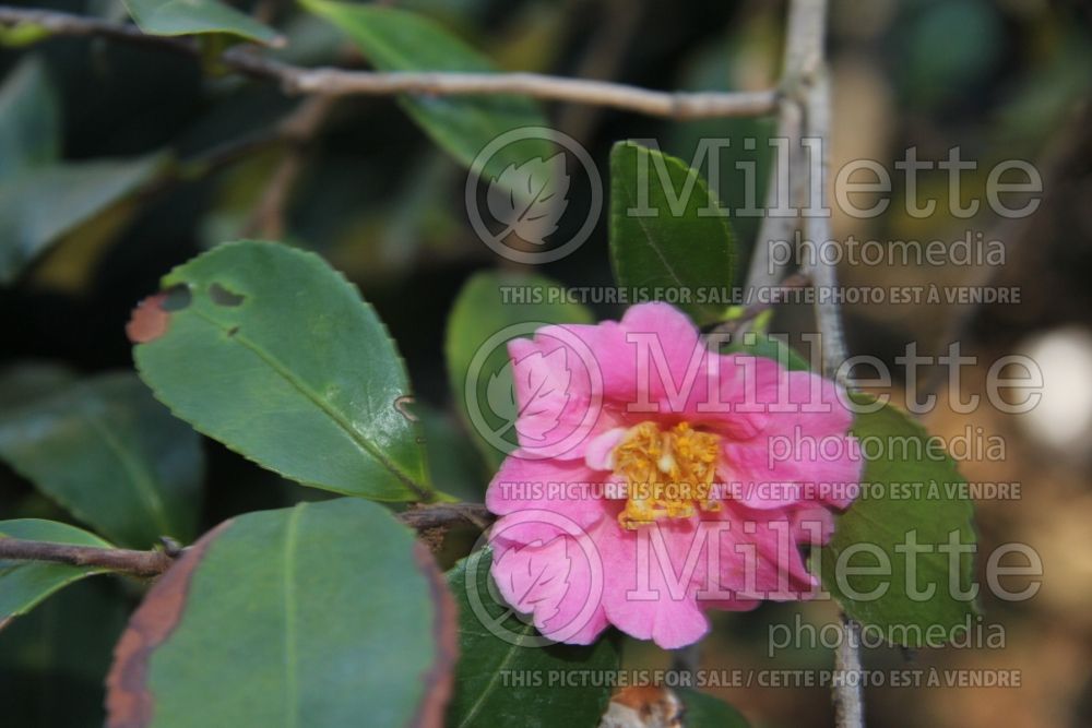 Camellia Showa-No-Sakae (Camellia) 2