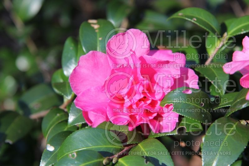 Camellia William Lanier Hunt (Camellia) 1