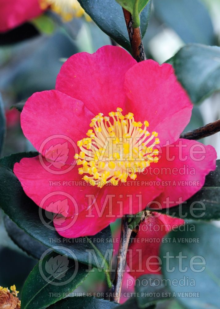Camellia Yuletide (Camellia) 3
