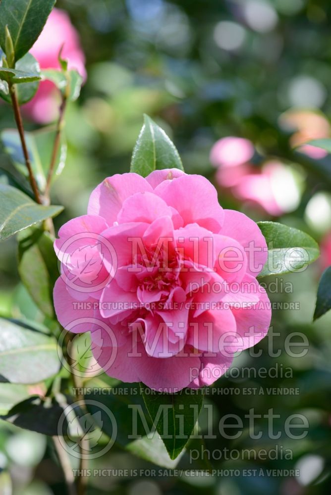 Camellia Debbie (Camellia) 2