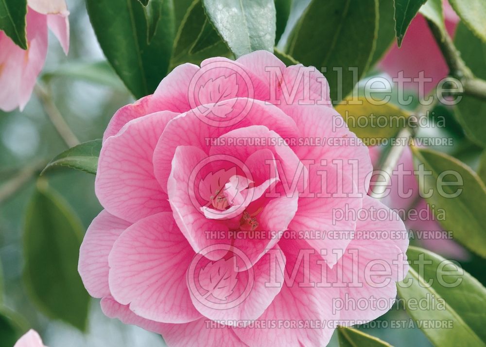 Camellia Donation (Camellia) 5