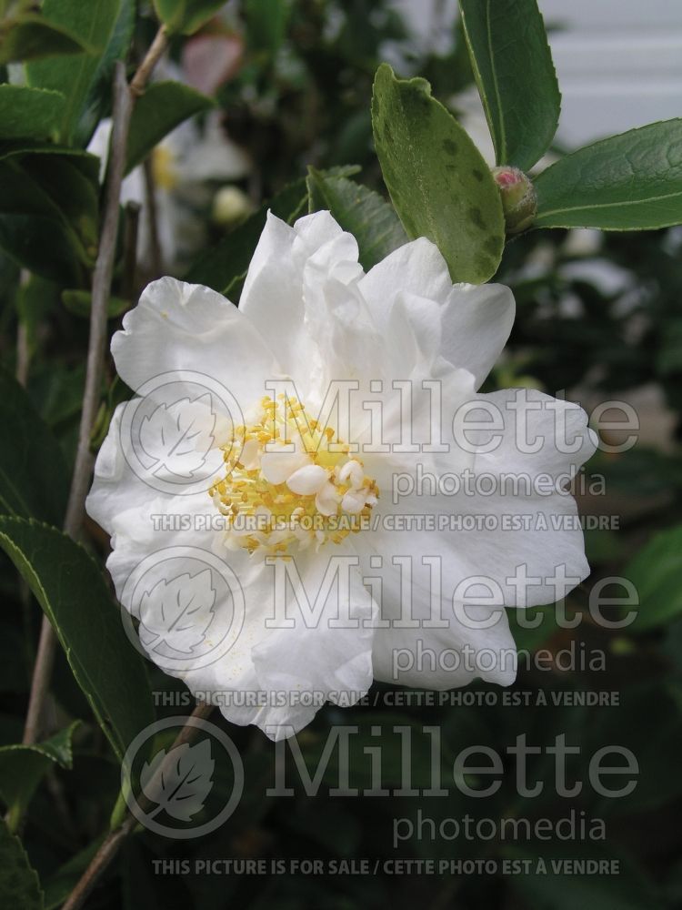 Camellia Winter’s Snowman (Camellia) 1 
