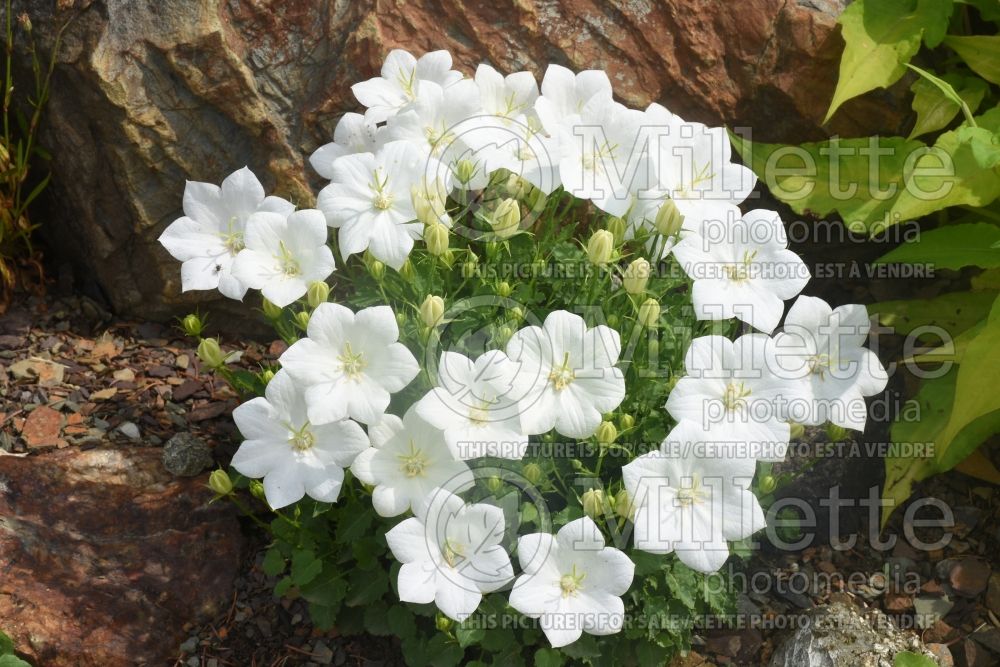 Campanula Rapido White (Clustered Bellflower) 2