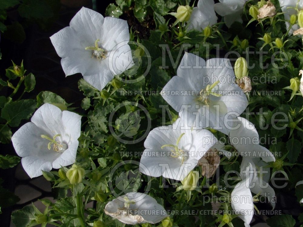 Campanula White Clips (Bellflower) 1