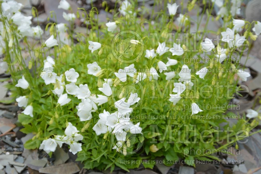 Campanula Bavaria White (Clustered Bellflower) 1 