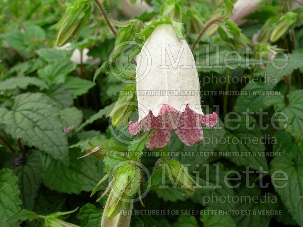 Campanula Pink Chimes (Spotted bellflower) 1