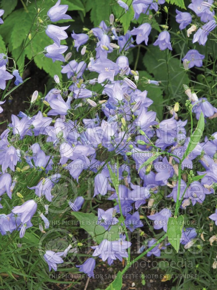 Campanula rotundifolia (Bellflower) 2