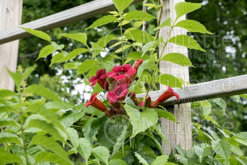 Campsis First Editions Atomic Red (Trumpet Creeper) 3 