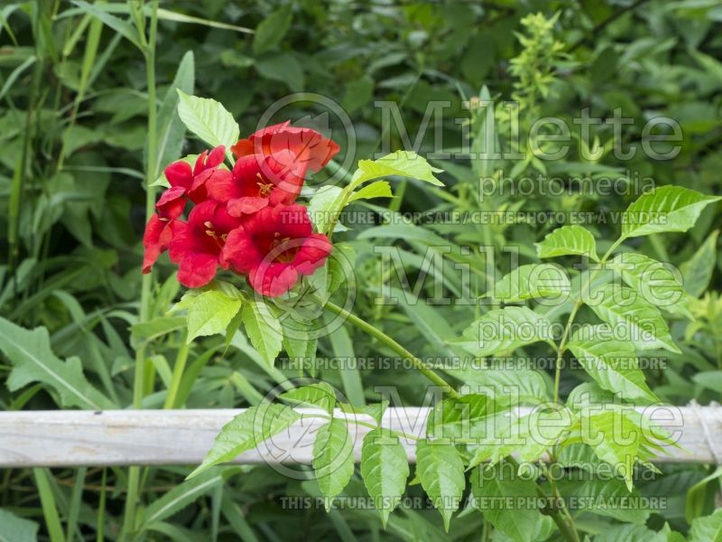 Campsis First Editions Atomic Red (Trumpet Creeper) 4 