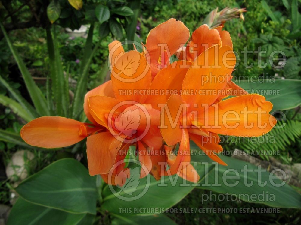 Canna Orange Punch (Canna Lily) 7 
