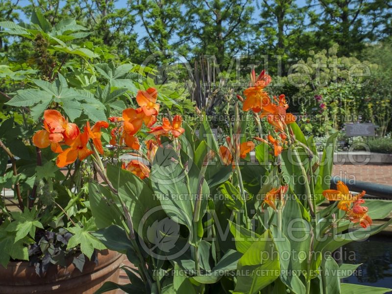 Canna Orange Beauty (Canna Lily) 2 