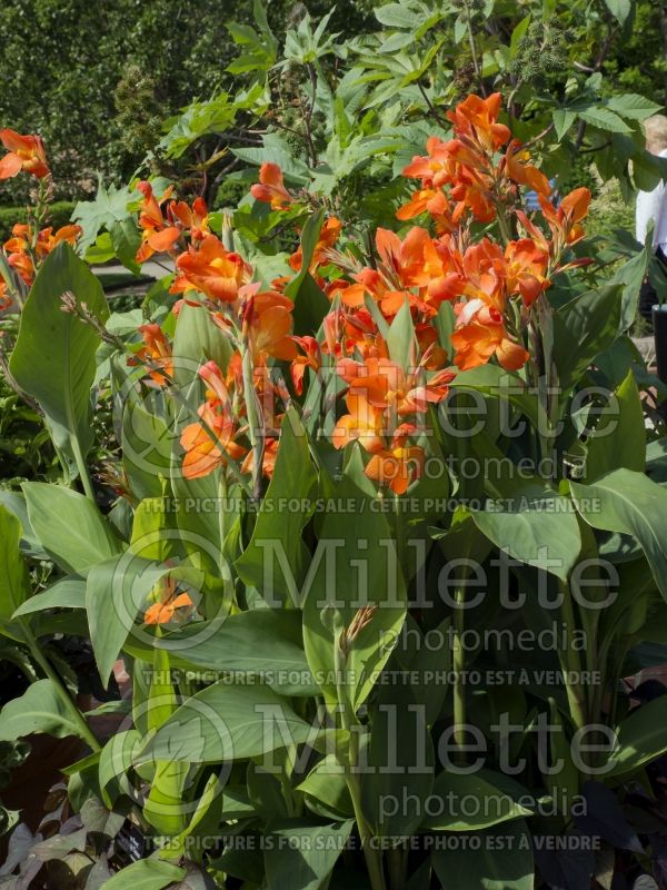 Canna Orange Beauty (Canna Lily) 4 