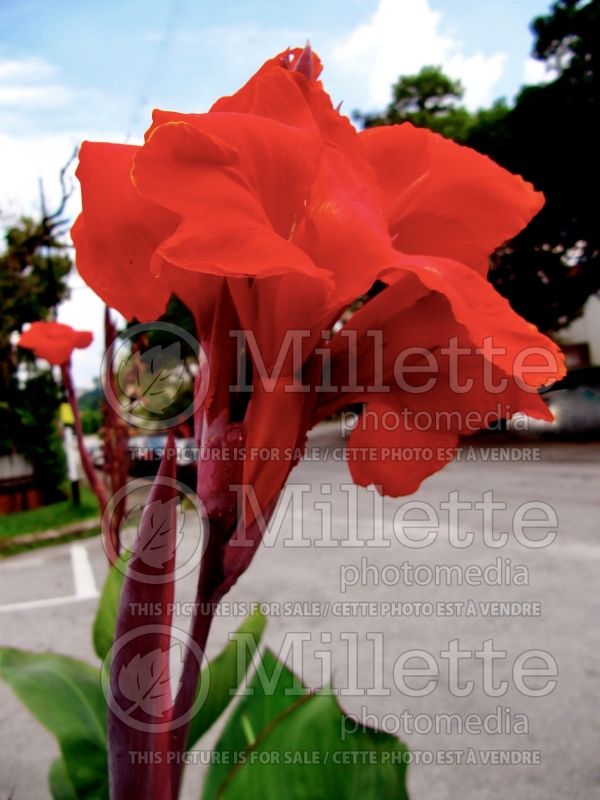 Canna Red Dazzler (Canna Lily) 1 