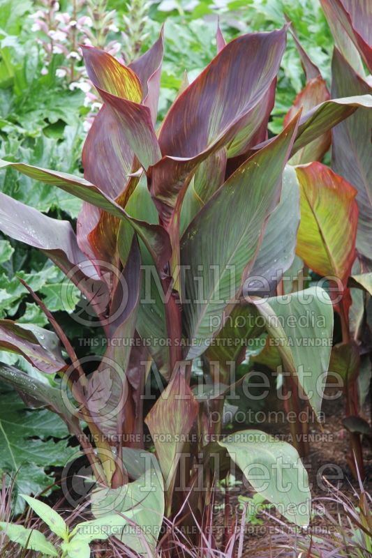 Canna Red King Humbert (Canna Lily) 2 