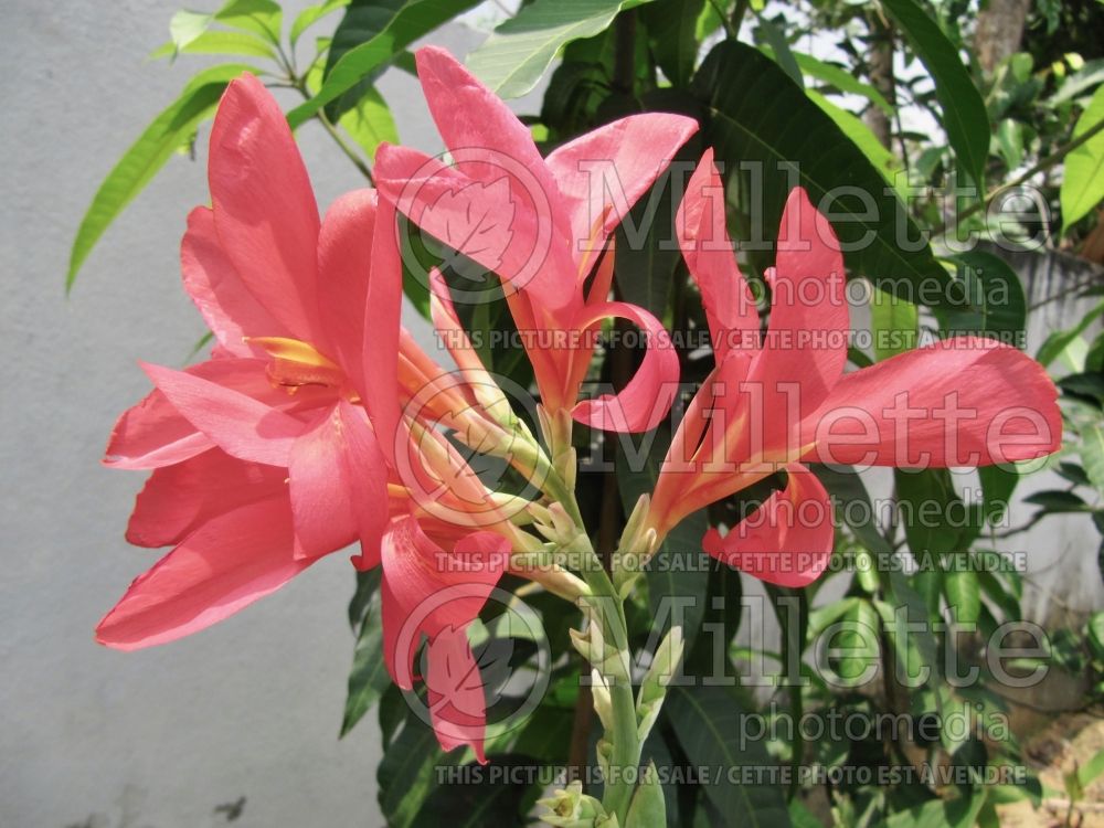 Canna Rosita (Canna Lily) 1 