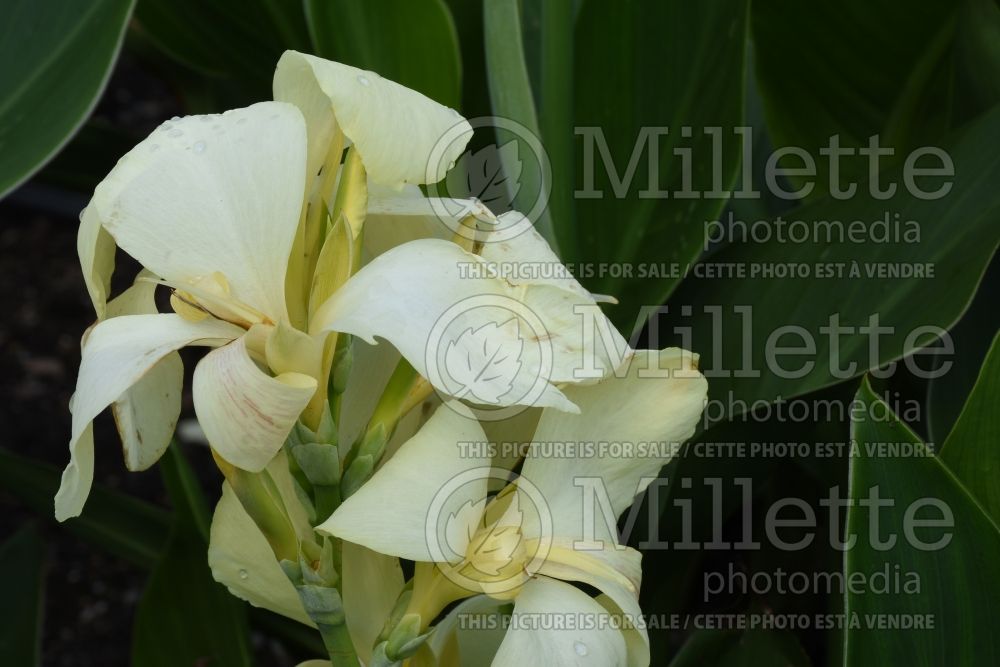 Canna South Pacific Ivory (Canna Lily) 2 