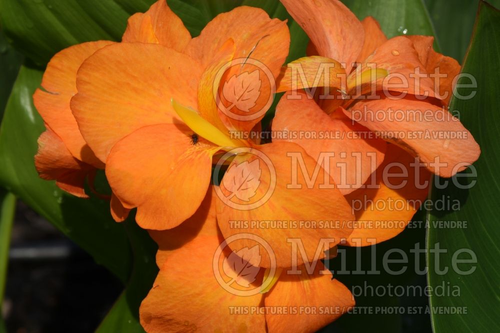 Canna South Pacific Orange (Canna Lily) 1 