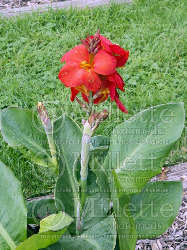 Canna South Pacific Scarlet (Canna Lily) 4 